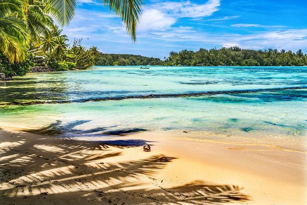 Perry, William 아티스트의 Colorful Hauru Point beach palm trees-Moorea-Tahiti-French Polynesia-Different blue colors from lag작품입니다.
